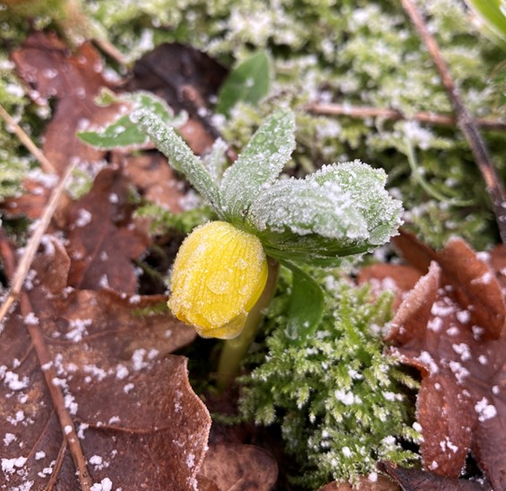 First of the Winter Aconites (Image Copyright Jim Handley)