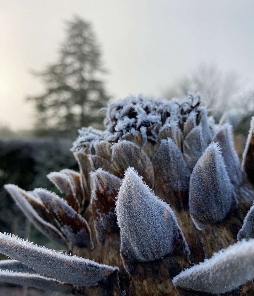 Frosted Cardoon (Image Copyright Jim Handley)
