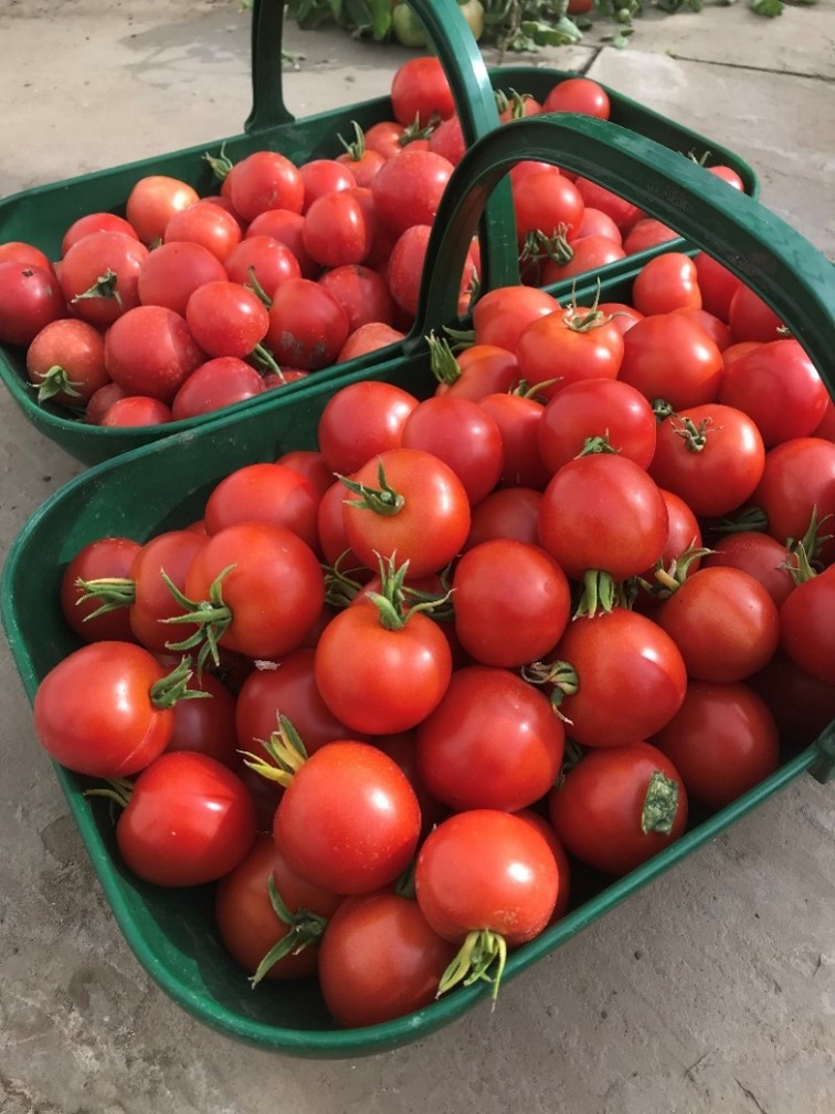 Bountiful crop of Tomatoes (Image Copyright Jim Handley)