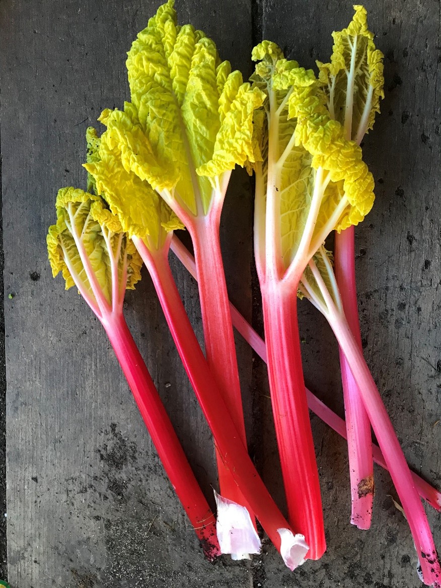 Forced Rhubarb is regularly harvested during April ©Jim Handley
