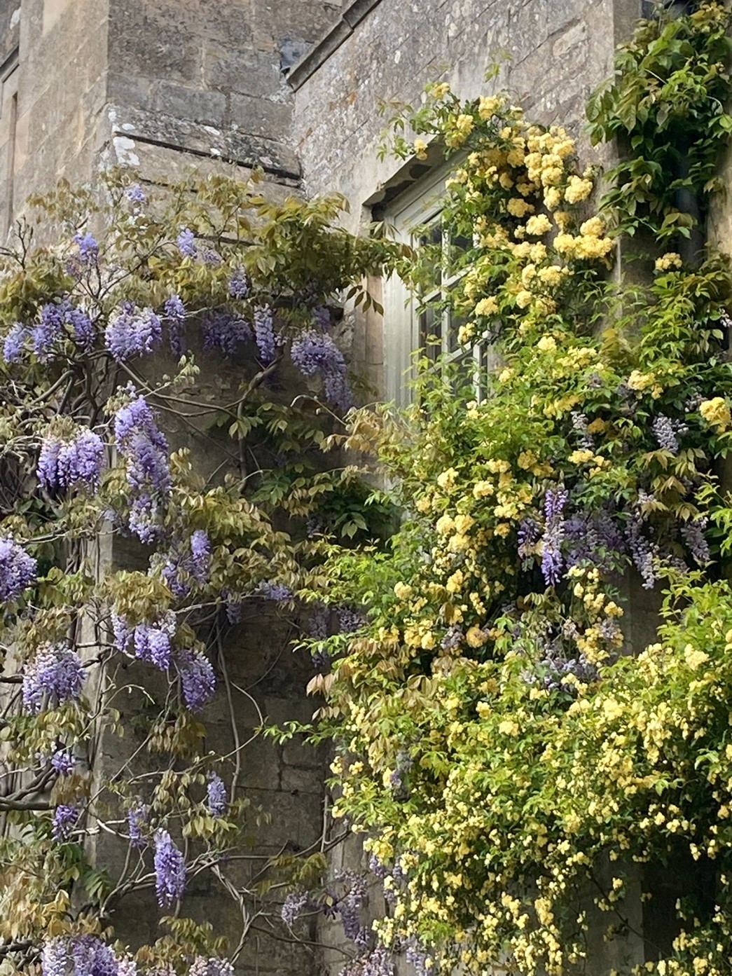 Wisteria and Rosa banksiae ‘Lutea’ complimenting each other on the south front 