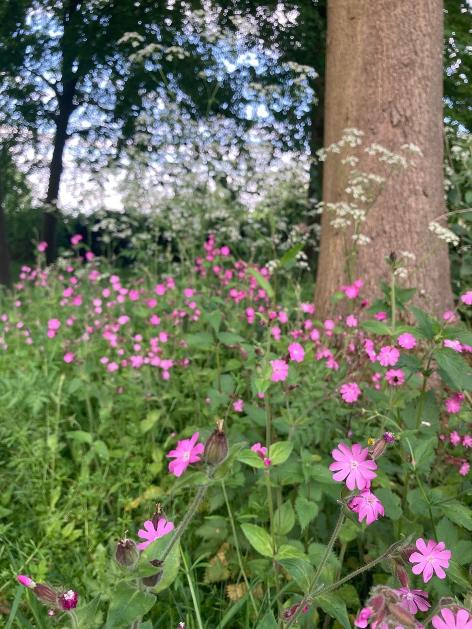 Silene dioica, Red Campion, naturalised in the woodland 