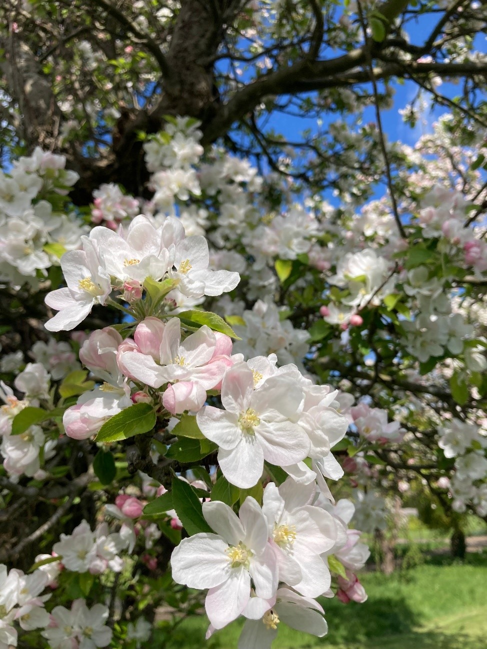 The orchards were full of apple blossom at the beginning of May
