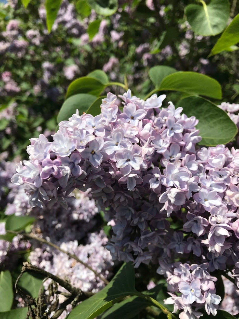 Syringa vulgaris, Lilac, fills the air with scent in May