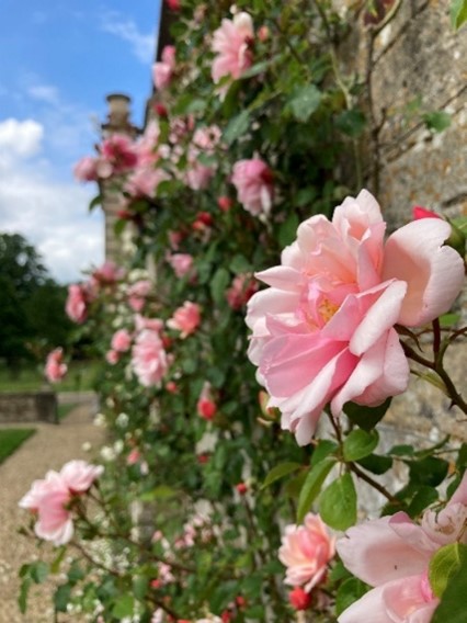 Roses on walls in June