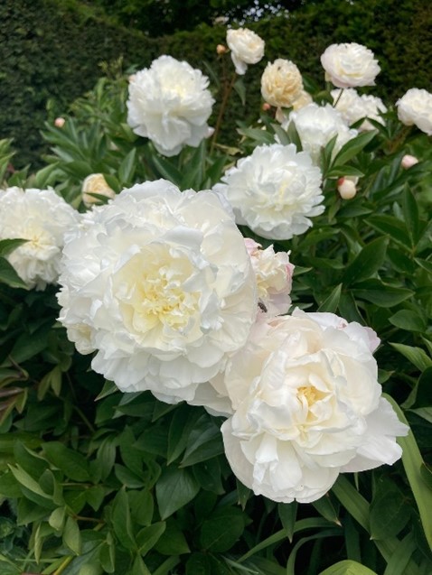 Herbaceous Paeonies provide colour and scent