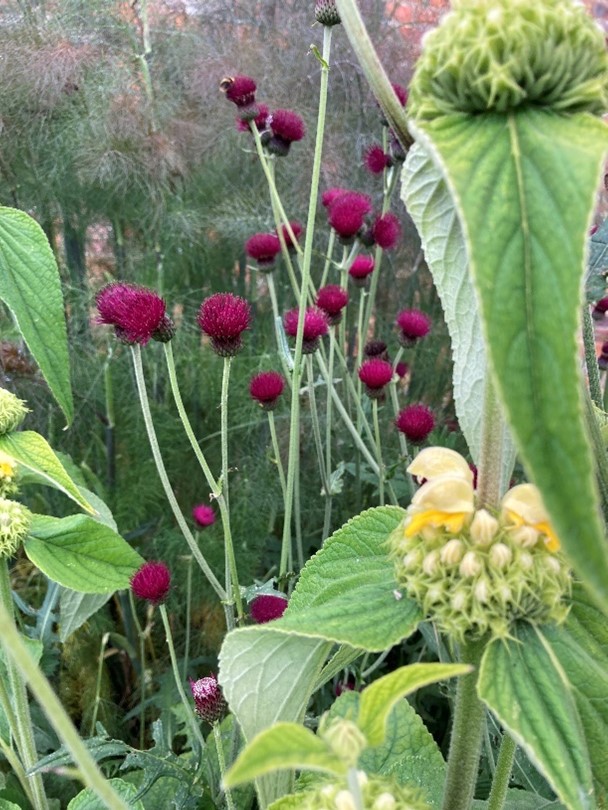 Phlomis, Cirsium and Fennel great for bees and butterflies