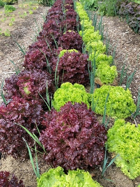 Salad Crops in the Kitchen Garden