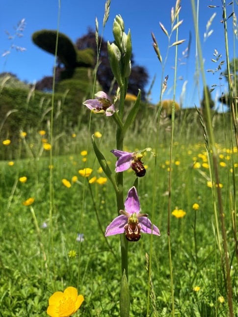 Bee Orchid within a newly established meadow